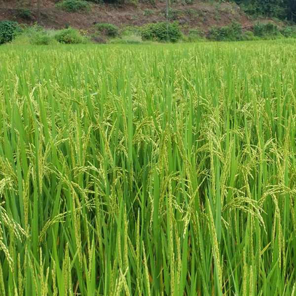 rice farm